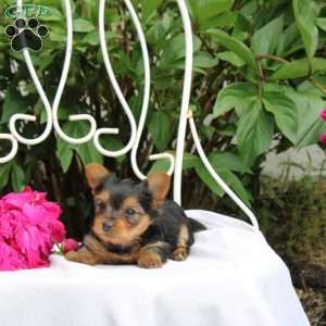 Lilanie, Yorkie Puppy